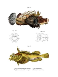 Pesce scorpione a due bastoni