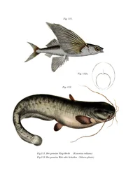 Pesce volante a due ali