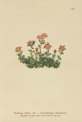 Sassifraga biflora (Saxifraga biflora)