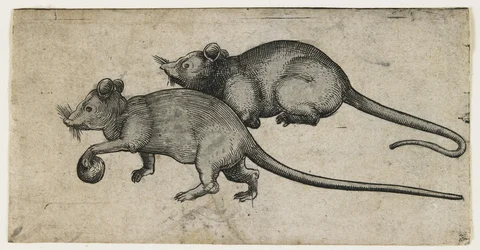 Due topi, 1450-80