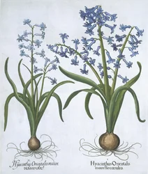 Due giacinti blu, da Hortus Eystettensis, di Basil Besler, pub. 1613