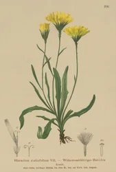 Milkwort ombrello (Hieracium staticefolium, Hieracium staticifolium, Tolpis staticifolia, Chlorocrepis staticifolium, Chlorocrepis staticifolia)