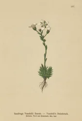 Sassifraga di Vandelli (Saxifraga Vandellii)