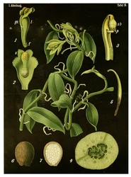 Vaniglia