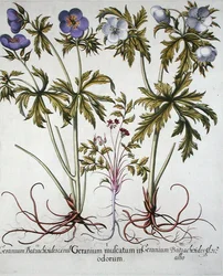 Varietà di Geranio, da 