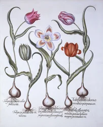 Varietà di Tulipano, da Hortus Eystettensis, di Basil Besler, pub. 1613