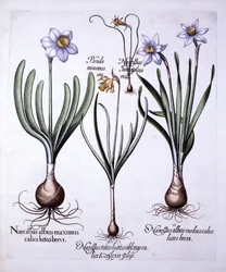 Varie narcisi, da Hortus Eystettensis, di Basil Besler, pub. 1613
