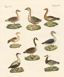 Varie specie di oche