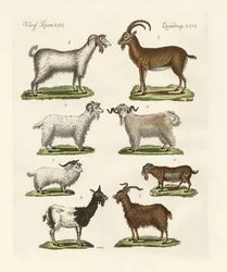 Vari tipi di capre e becchi