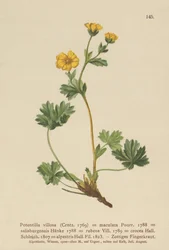 Cinquefoil villoso (Potentilla villosa, Potentilla maculata, Potentilla rubens, Potentilla crocea, Potentilla alpestris, Potentilla salisburgensis)