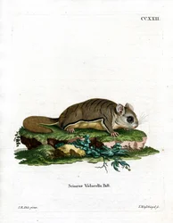 Scoiattolo volante della Virginia