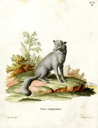 Volpe della Virginia