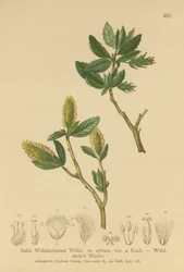 Salix Waldsteiniana, Salix arbusc. var.