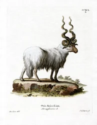 Pecora valacca