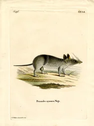 Bandicoot occidentale a strisce