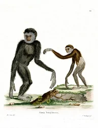 Gibbone dalle mani bianche