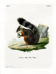 Scoiattolo dalle zampe bianche