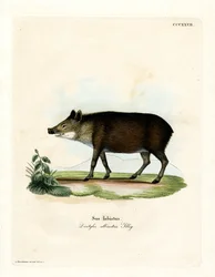 Peccario dal Collare Bianco