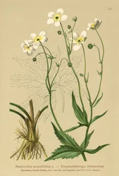Bottoni d