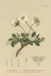 Dryas bianca