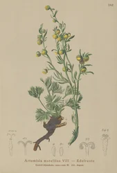Genepì bianco