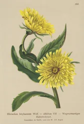 Hieracium bianco (Hieracium intybaceum)