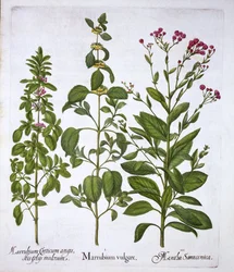 Marrubio bianco, marrubio e menta, da Hortus Eystettensis, di Basil Besler, pub. 1613