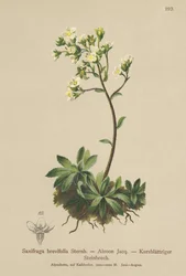 Sassifraga bianca di montagna (Saxifraga brevifolia, Saxifraga Aizoon)