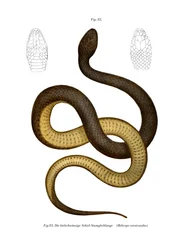 Serpente di Wied