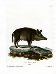 Cinghiale