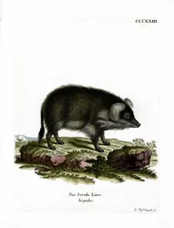 Cinghiale