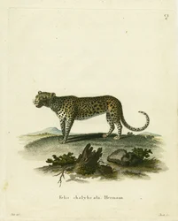 Gatto Selvatico