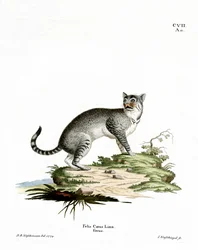 Gatto selvatico