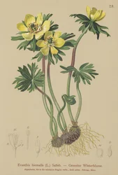 Eranthis invernale (Eranthis hiemalis, Eranthis hyemalis)
