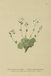Draba lanosa (Draba tomentosa)