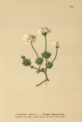 Androsace villosa (Androsace villosa)