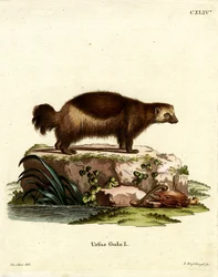 Ghiottone