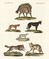 Lupi e volpi