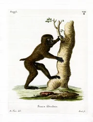 Babbuino del legno