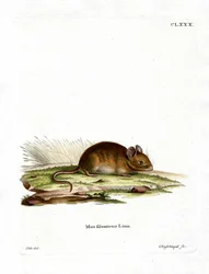 Topo selvatico