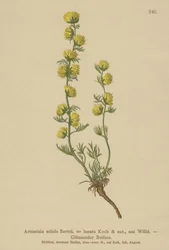Assenzio