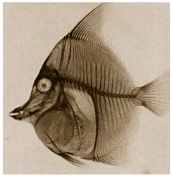 Radiografia di un pesce c.1890