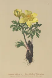 Anemone gialla (Anemone sulfurea, Anemone sulphurea, Pulsatilla alpina)