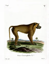 Babbuino giallo