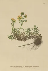 Sassifraga gialla di montagna (Saxifraga aizoides)