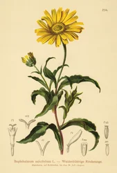 Occhio di bue giallo