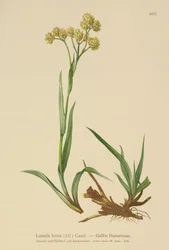 Luzula lutea