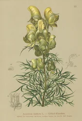 Aconito giallo (Aconitum anthora)