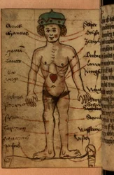Diagramma zodiacale che mostra la posizione del cuore, da una raccolta di preghiere e figure astrologiche