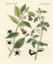 Piante velenose indigene